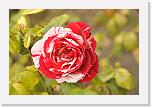001w (16) * 2784 x 1848 * (1.94MB)